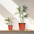100 pcs 4-inch plastic plant nursery pots, reusable plant and flower nursery pots and starter pots (4-inch)...