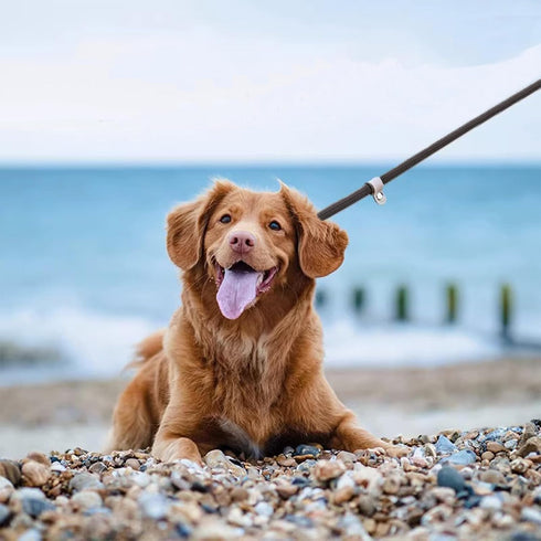 Dog Slip Leads 4.92ft Long Comfort Nylon Heavy Duty Dog Leash Durable Dog Leash with Adjustable Slipknot to Fit Medium or Large Dog Breeds Dog Rop...