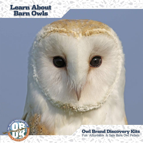 Barn Owl Pellet (Small 1.0-1.5") 1 Pack Kit for Science Teachers and Kids and Students includes Tools & Chart...