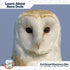 Barn Owl Pellet (Small 1.0-1.5") 1 Pack Kit for Science Teachers and Kids and Students includes Tools & Chart...