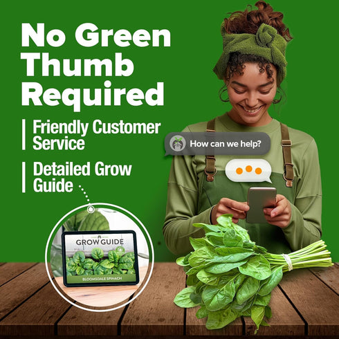HOME GROWN Bloomsdale Spinach Seeds Pack – 352 High Germination Non-GMO Heirloom Spinach Seeds for Planting – Herb Seeds for Hydroponic and Garden...