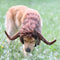 Onmygogo Funny Pet Moose Costumes for Dog, Cute Furry Pet Wig for Halloween Christmas, Pet Clothing Accessories (Bull, Size L)...