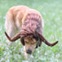 Onmygogo Funny Pet Moose Costumes for Dog, Cute Furry Pet Wig for Halloween Christmas, Pet Clothing Accessories (Bull, Size L)...