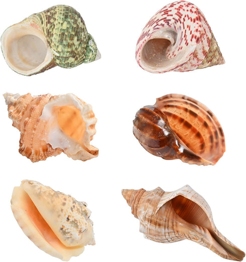 6pcs Natural Hermit Crab Shells,Opening 0.5''-1.5''Hermit Crab Shells,Natural Decoration Hermit Crab Supplies,Growth Turbo Seashells...