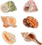 6pcs Natural Hermit Crab Shells,Opening 0.5''-1.5''Hermit Crab Shells,Natural Decoration Hermit Crab Supplies,Growth Turbo Seashells...