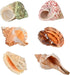 6pcs Natural Hermit Crab Shells,Opening 0.5''-1.5''Hermit Crab Shells,Natural Decoration Hermit Crab Supplies,Growth Turbo Seashells...