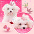 40 Pcs Dog Hair Clips and Dog Hair Bow Crown Dog Accessories Princess Style for Small Dog Crystal Rhinestone Puppies Barrette Rubber Band Flower B...