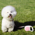 Pink Retractable Dog Leash 10 ft for Small and Medium Dogs and Cats, One Button Brake, Pause, Lock by LFCXHTY...