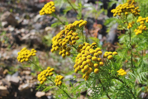 Tansy Herb (Tanacetum vulgare) - Health Embassy - 100% Natural (50g)...