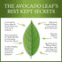 Avocado Leaf Tea Peach Tea – Caffeine-free | Herbal Tea | Immune Support | Cold Brew or Hot Tea | 15 Tea Bags -30 Servings (Gluten Free, Non-GMO)...