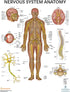 2 PACK Nervous System and Brain Anatomy Poster Set, LAMINATED, Anatomy and Physiology, 17.3 x 22.5 Inches, Body System Diagram, Anatomical Charts ...
