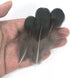 MAHAVIMOKSA 100pcs Natural Feather for DIY Craft Earring Wings Wedding Party Home Decoration (Green Lady Amherst Bronze Iridescent Plumage)...