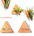 MITIME Air Plants Holders-Real Wood Live Air Plant Holders.Rustic Air Plant Stand,Wall-mounted to save space.(Plants not included)( Triangle Set o...
