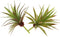LJY 2 Pieces Realistic Artificial Faux Succulent Yucca Vera Greenhouse Small Plants Unpotted for Home Garden Decoration (Autumn Green)...