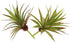 LJY 2 Pieces Realistic Artificial Faux Succulent Yucca Vera Greenhouse Small Plants Unpotted for Home Garden Decoration (Autumn Green)...