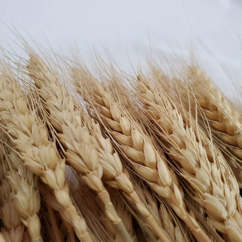 Wheat Stalks, 100Pcs Natural Ear of Wheat Grain Flowers for Home Dining Table Arrangement Flower Art Wedding Decoration...