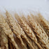 Wheat Stalks, 100Pcs Natural Ear of Wheat Grain Flowers for Home Dining Table Arrangement Flower Art Wedding Decoration...