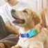 Rainbow Dog Collar for XS Small Medium Large XL dogs,Adjustable Nylon Pet Collars for Rainbow Pattern cute Girl or Boy Dog Collar Puppy cat Collar...