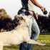 CBBPET Dog Prong Collar, Adjustable Dog Training Collar with Quick Release Buckle for Small Medium Large Dogs...