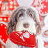 BoomBone Valentines Squeaky Dog Toy, Heart Dog Toy Perfect for Puppy Small Medium Pets Dogs...