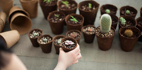 Daniel's Plants 4" Naked Pots | Large Natural Plantable Pots for Herbs Vegetables Tomato Seedlings | OMRI Biodegradable | Earth Friendly Contains ...