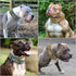 2" Spiked Leather Dog Collar - Anti-Bite Sharp Rivet Studded for Pit Bull Medium Large Dogs,Blue Neck for 14-19" Total Length 21.5"...