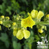 Premium Mullein Leaf Grounded 5 oz (142g) | Gordolobo en Polvo - Sasonador/Te |100% Pure Leaf, No Fillers, No Additives, Non GMO's, Dried Leaves P...