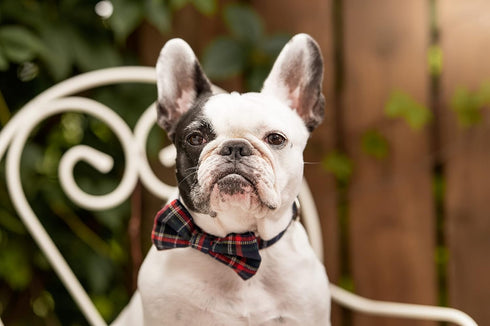 Dashin' Dogz Large Blue Bowtie Dog Collar with Detachable Bow Tie for Girl or Boy Dogs Comfortable Plaid Pattern, Fully Adjustable, Great Pet Gift...