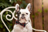 Dashin' Dogz Large Blue Bowtie Dog Collar with Detachable Bow Tie for Girl or Boy Dogs Comfortable Plaid Pattern, Fully Adjustable, Great Pet Gift...