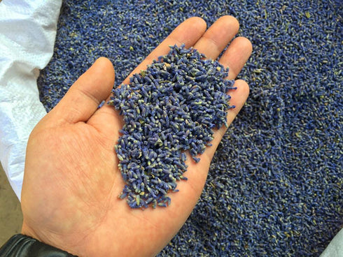 TooGet Fragrant Lavender Buds Natural Dried Flowers Wholesale, Ultra Blue Grade - 1 Pound...