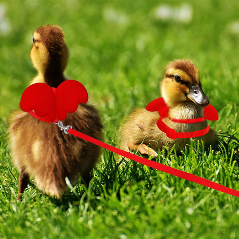 Duck Walking Harness and Leash Chicken Duck Outdoor Training Rope Adjustable Rope for Pet Poultry Hen Cock (XS, Red)...