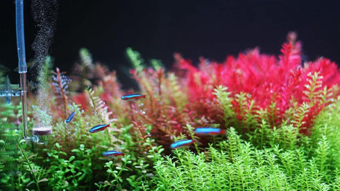 TWINSTAR CO2 Diffuser | Freshwater Aquariums up to 120 gallons | Ultra Clear Acrylic - Made in South Korea | Extremely Fine Pearls | More Porous M...