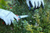 Kamikaze Pruning Shears One Hand KM-13. Semi-professional Pruning Shears. 15mm Hand Pruners. Curved Garden Scissors. Garden Snips and Pruning Snip...