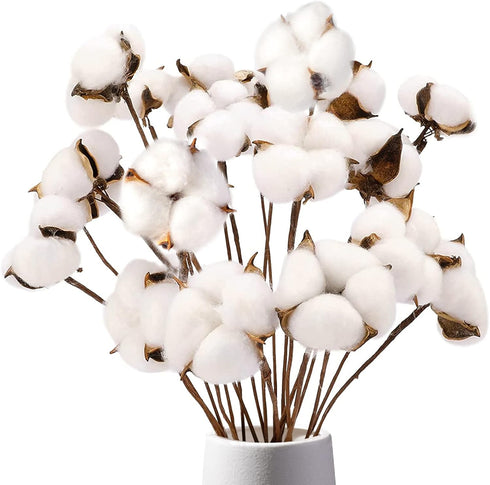 DomeStar Cotton Stems, Natural Dried Flowers 8 Packs Total 15 Bolls Cotton Sprigs Blooms Floral Stems for Vase Fillers...