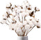 DomeStar Cotton Stems, Natural Dried Flowers 8 Packs Total 15 Bolls Cotton Sprigs Blooms Floral Stems for Vase Fillers...