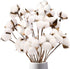 DomeStar Cotton Stems, Natural Dried Flowers 8 Packs Total 15 Bolls Cotton Sprigs Blooms Floral Stems for Vase Fillers...