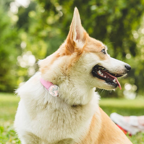Rifle Paper Co. Airtag Dog Collar Holder - Waterproof Airtag Holder Dog Tag - Unique Floral Airtag Case for Dog Collar - Pet Collar Airtag Loop - ...