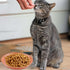 8pcs Cat Food Bowls, 6 inch Whisker Fatigue Cat Bowls for Food and Water Wheat Straw Shallow Wide Cat Dish Plates Colorful Kittens Wet Feeding Wat...