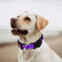 Dog Collar for Medium Large Breed Dogs with 360° Water Proof Airtag Holder, Padded Soft Reflective Nylon Pet Collar for Puppy Small Girl Boy Dogs,...