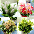 LUEUR Set of 6 Potted Artificial Flowers Fake Flowers with Vase Faux Flowers in Pot, Spring Decor for Home Office Floral Arrangement for Table Din...
