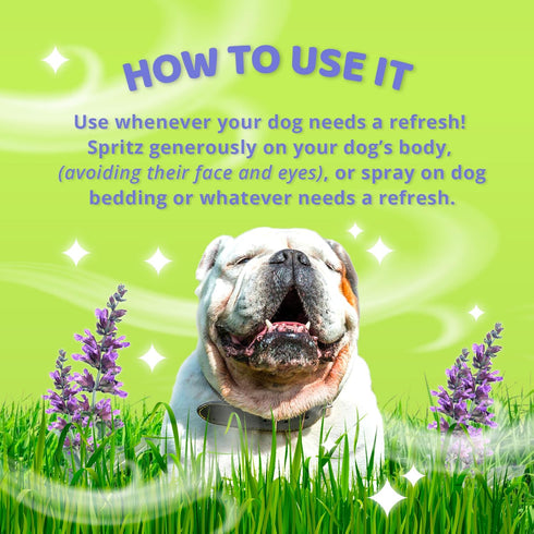 Dirty Dog Beauty Club - Humpday Spray for Dogs & Puppies - Odor Eliminating Mist with Organic Essential Oils - Balances Skin & Fur Freshness - 100...