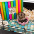 3 Pcs Hamster Food Bowl Small Cute Shape Food Dish for Hamster Rat Mice and Other Small Animals (Pink, Green and Blue)...