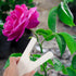 Abaodam Leaf Thorn Stripper Tool Roses Thorn Remover Professional Tree Pruner Hand Tools DIY Bouquet Garden Florist Tool for Gardening Flower Arra...