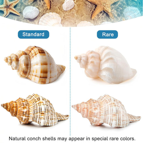 5PCS Extra Large Hermit Crab Shells | Natural Sea Conch Size 3" - 4.7", Opening Size 1.6" - 2.7" | Turbo Seashells for Hermit Crab Supplies and Be...