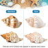 5PCS Extra Large Hermit Crab Shells | Natural Sea Conch Size 3" - 4.7", Opening Size 1.6" - 2.7" | Turbo Seashells for Hermit Crab Supplies and Be...