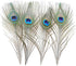 12 PCS Real Natural Peacock Eye Feathers 10-12 inch for DIY Craft, Wedding and Holiday Decorations...