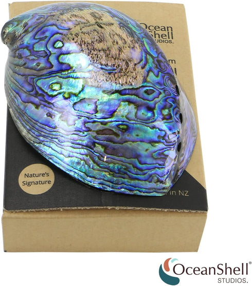 Polished Abalone Shell, 4.5" to 5.5", in Gift Box, for Smudging, Cleansing, Meditation, Home Décor and to Gift. 100% Natural Shell - Sustainably S...
