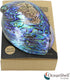 Polished Abalone Shell, 4.5" to 5.5", in Gift Box, for Smudging, Cleansing, Meditation, Home Décor and to Gift. 100% Natural Shell - Sustainably S...