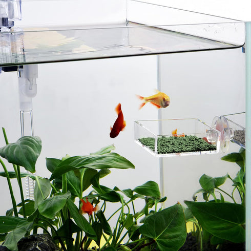 Shrimp Feeding Dish Square Fish Tank Feeding Bowl Clear Acrylic Aquarium Feeder Bowl with Suction Cup...