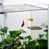 Shrimp Feeding Dish Square Fish Tank Feeding Bowl Clear Acrylic Aquarium Feeder Bowl with Suction Cup...